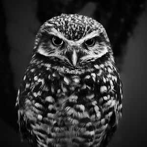 Owl City And Aloe Blacc - Verge(DjA-Z Edm 128bpm)-Mashup